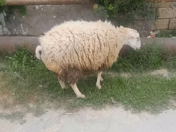 Qoç, Qoyunlar — Azərbaycan