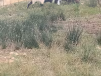 Goats (batch, sex not specified), Goats — photo 2