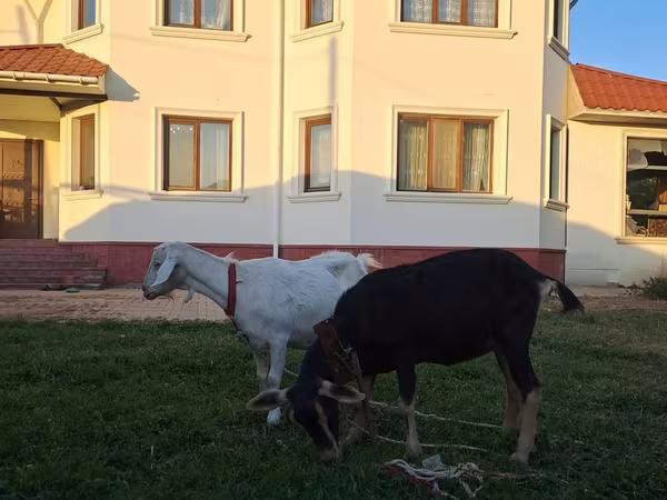 Goat, Saanen goat