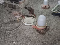 Chickens — photo 3