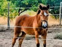母马, Haflinger — 照片 4