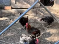 Marans — 8-rasm