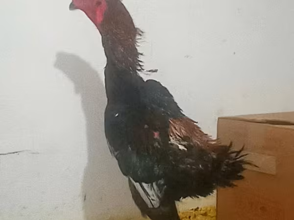 长门鸡