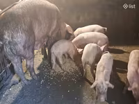 Säue, Schweine — Foto 2