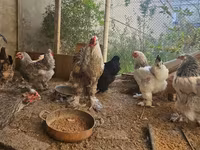 Brahma — foto 2