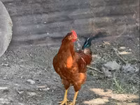 Chickens — Foto 1