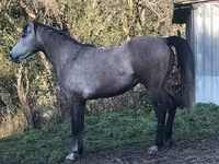 At, Arabian horse — foto 3