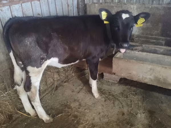 İnək, Russian Black pied cattle