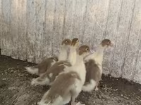 Ducks — Foto 3