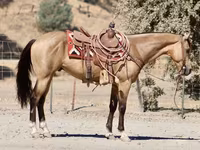At, Quarter Horse — foto 3