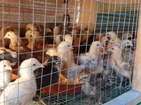 Chickens — Foto 4