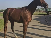Égua, Thoroughbred horse — foto 3