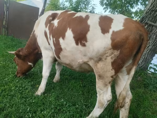 İnək, Simmental cattle — Azərbaycan