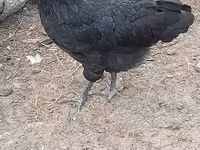Australian Pit Game fowl — photo 5