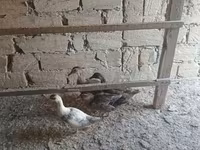 Ducks — photo 2