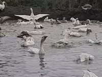 Geese — Foto 1