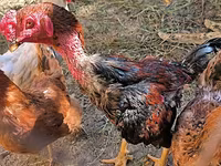 Chickens — photo 4