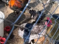 Marans — 1-rasm