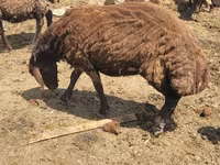 भेड़, Karakul sheep — फ़ोटो 2
