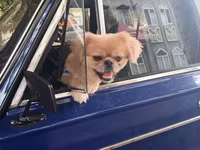 Cins: Pekinges (Pekingese) Rəng: açıq qəhvəyi/qızılı Cinsiyyəti: erkək — फ़ोटो 1