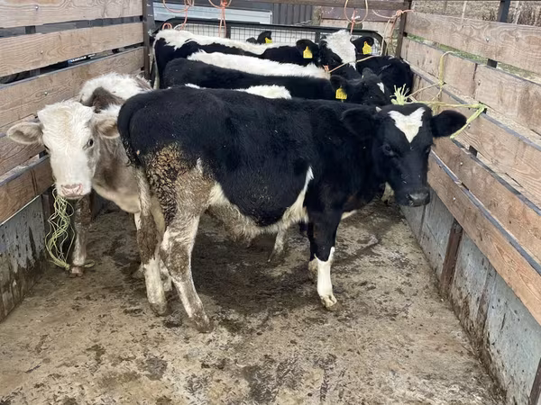 İnək, Russian Black pied cattle