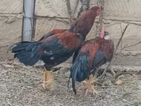 Chickens — foto 1