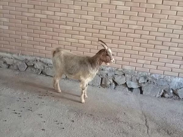 Dişi keçi, Alpine goat