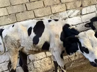 İnək, Russian Black pied cattle — foto 5