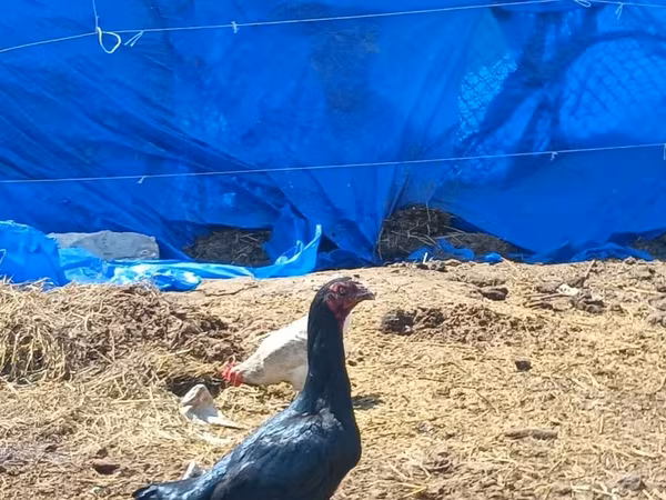 Chickens — Azerbaijan