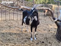 Koza, Toggenburg goat — foto 8