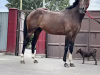 At, Thoroughbred horse — foto 5