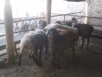 Carnero, Arabi sheep — foto 6