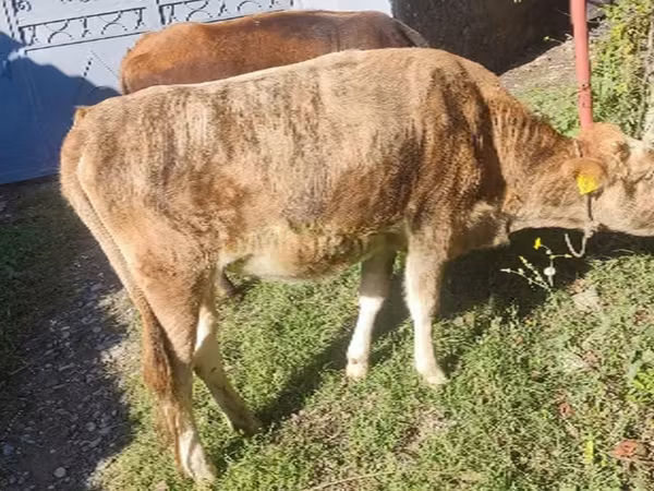 Krowa, Simmental cattle