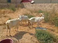 Dişi keçi, Saanen goat — foto 3