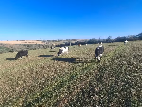 İnək, Simmental cattle