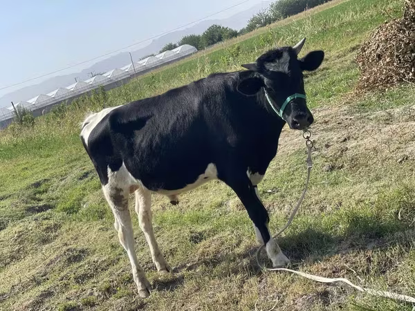 Cattle (batch, sex not specified), Russian Black pied cattle