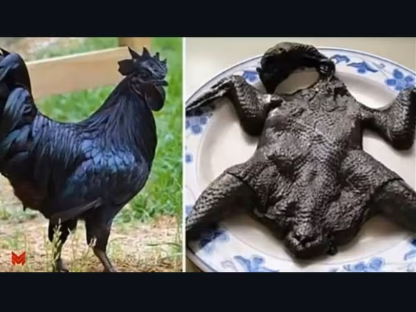 Ayam Cemani