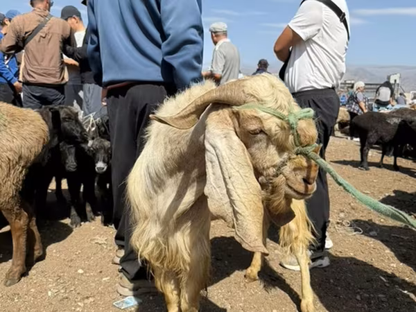 बकरा, Damask goat