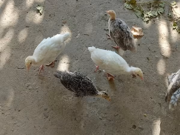 ब्रॉड ब्रेस्टेड व्हाइट