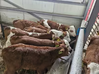 أبقار (دفعة، الجنس غير محدد), Simmental cattle — الصورة 2
