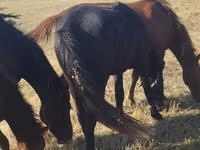 Madyan, Horse breed — foto 5