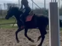 Cavalo, Hungarian horse breed — foto 3