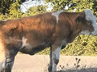 गाय, Simmental cattle — फ़ोटो 6