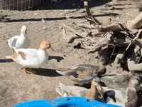 Ducks — foto 7
