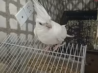 Məhsul: Nimfa (Cockatiel) cütü və aksesuarlarla geniş qəfəs dəsti — фото 3