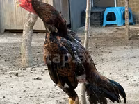 Chickens — photo 1