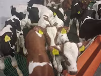 Býk, Russian Black pied cattle — foto 5