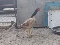 Chickens — foto 4