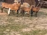 母羊, Cameroon sheep — 照片 2