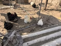 Pekin-Zwerg — Foto 5